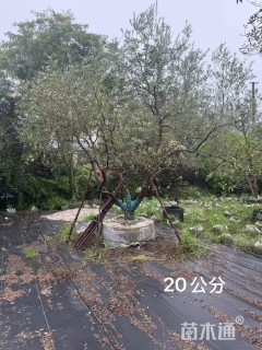20公分油橄榄