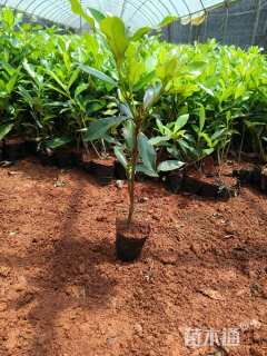 高度25厘米法国冬青