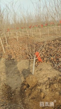 高度230厘米紫荆