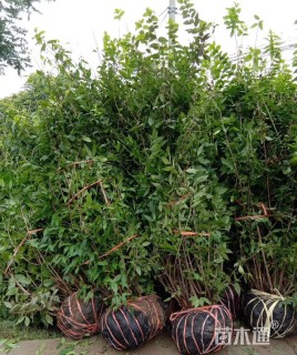 高度70厘米丛生蜡梅