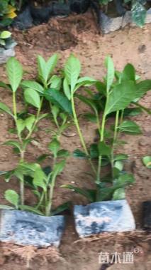 高度30厘米大叶栀子