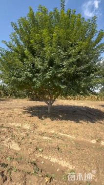 高度700厘米丛生元宝枫