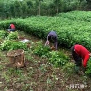 高度30厘米花椒