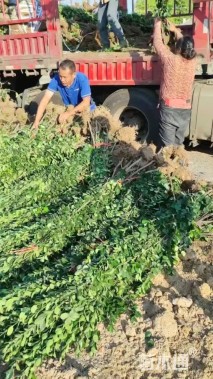 高度150厘米北海道黄杨