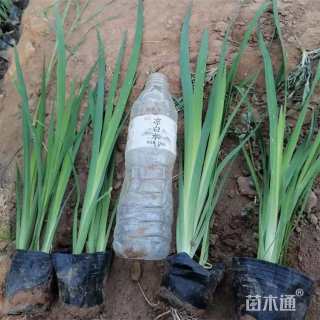高度30厘米黄菖蒲