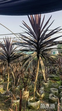 高度40厘米澳洲朱蕉