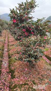 高度250厘米茶梅