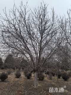 28公分绚丽海棠