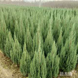 高度100厘米桧柏