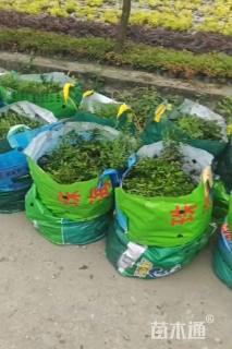 高度15厘米满天星