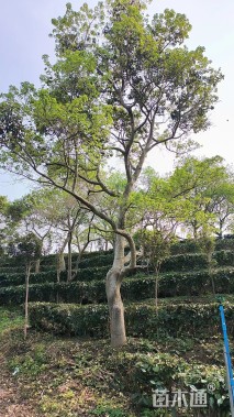 10公分红果冬青