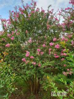 高度400厘米丛生紫薇