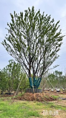 20公分(5杆)丛生朴树