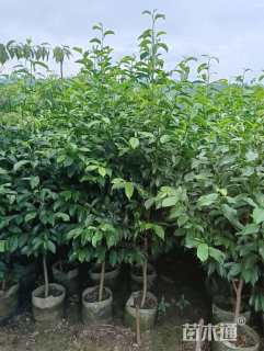 0.8公分乐昌含笑