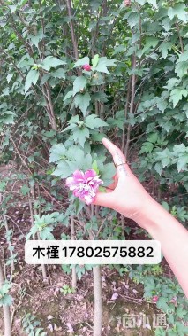 高度180厘米红花木槿