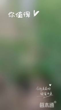 高度30厘米平枝栒子