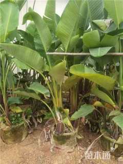 高度100厘米天堂鸟