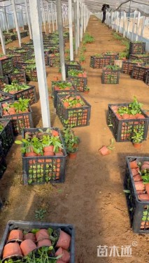 高度20厘米柳叶马鞭草