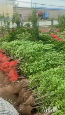 高度200厘米北海道黄杨