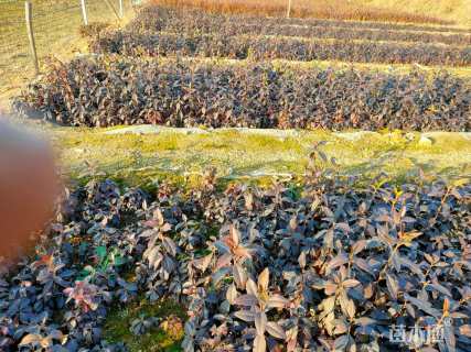 高度10厘米映山红