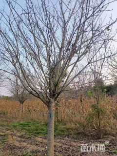 12公分染井吉野樱