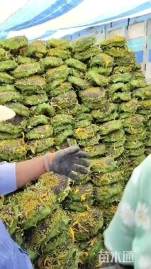 高度150厘米向日葵