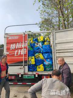 高度30厘米金叶女贞