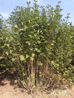 高度180厘米丛生木槿