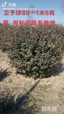 冠幅15厘米卫矛球