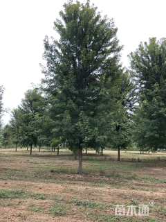 26公分美国红枫