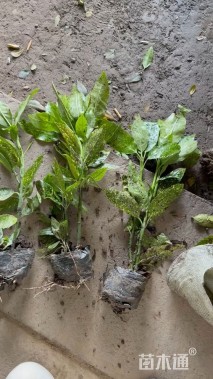 高度40厘米洒金珊瑚