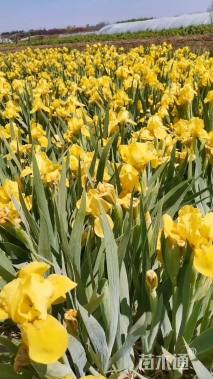 高度25厘米黄花鸢尾