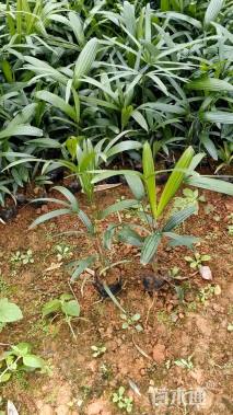 裸干高15厘米棕竹