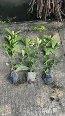 高度35厘米大叶栀子