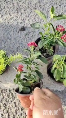 冠幅15厘米五色梅