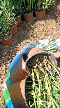 高度15厘米三七景天