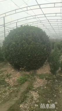 冠幅200厘米大叶黄杨球