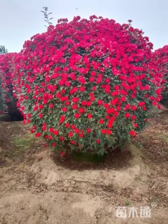 冠幅150厘米月季花球