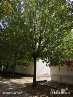 20公分速生白蜡