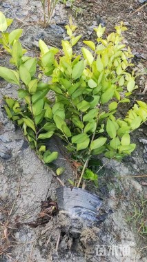 高度40厘米金森女贞