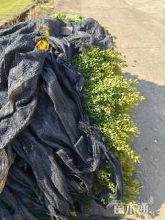 高度25厘米瓜子黄杨小苗