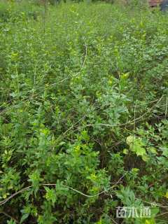 高度80厘米迎春花