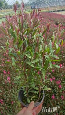 高度40厘米紫叶千鸟花