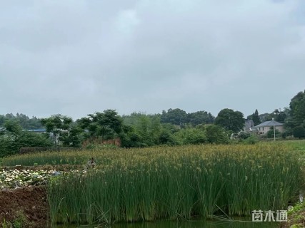 高度30厘米红蓼