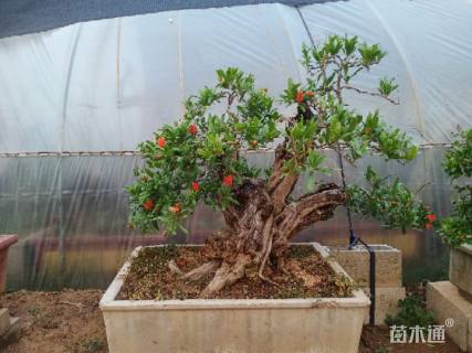 高度100厘米果石榴