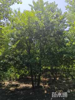 45公分丛生乌桕