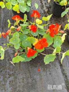 高度25厘米旱金莲