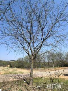 12公分牡丹樱花