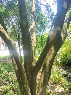 高度700厘米丛生胡柚