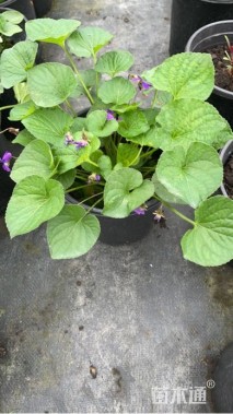 高度20厘米兰花